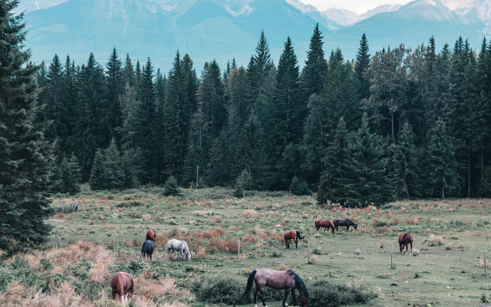 troupeau de chevaux sur un champ d’herbe verte pendant la journée