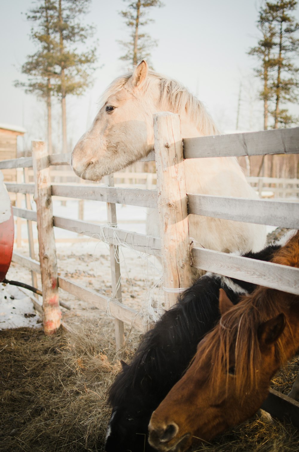 brown horse in white wooden fence during daytime