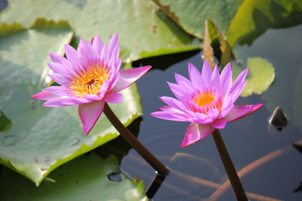 pink lotus flower on water