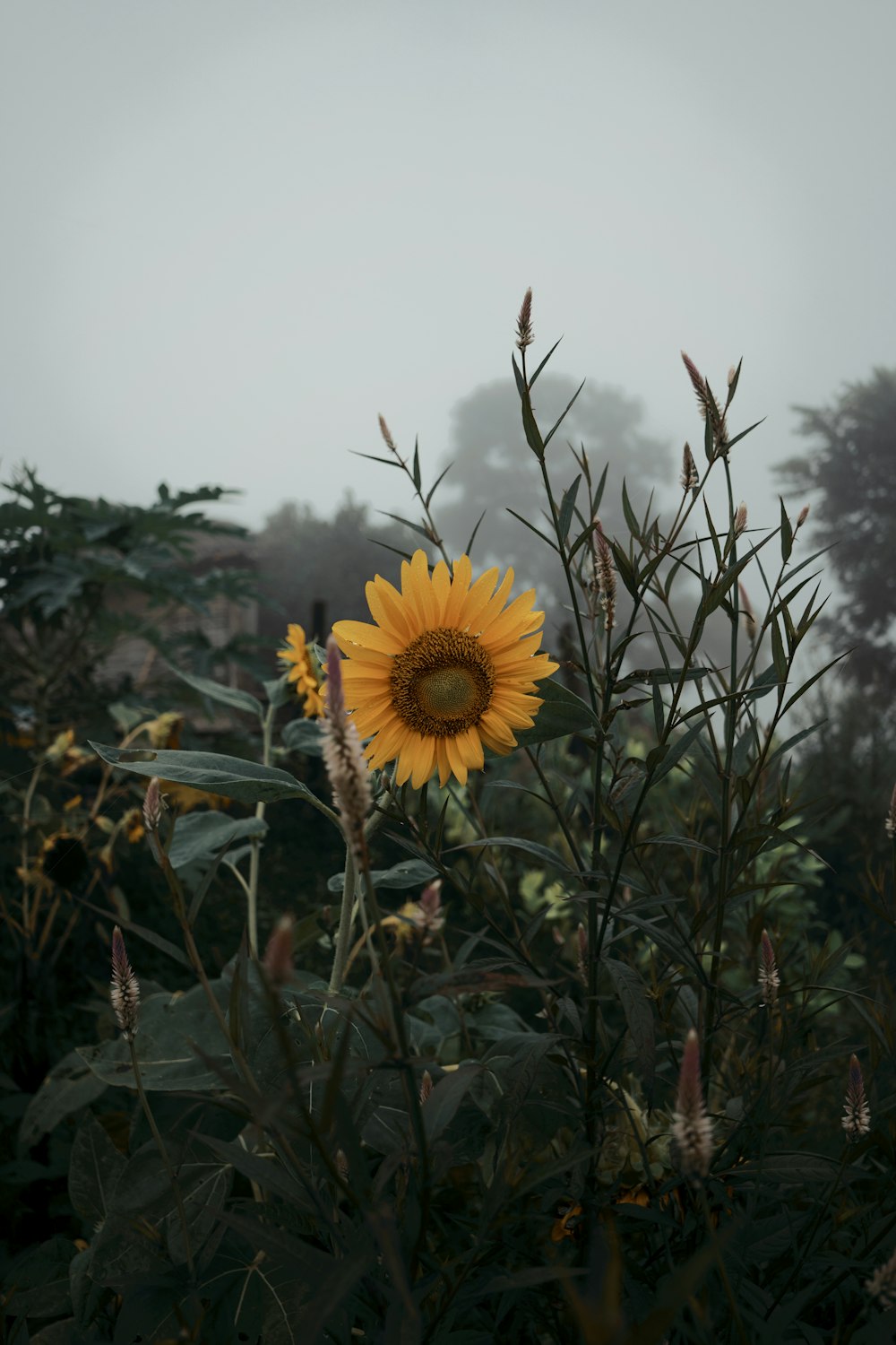 yellow sunflower in bloom during daytime