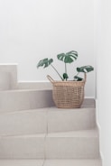 A green plant with large leaves is placed in a woven basket on a light-colored tiled staircase. The background has a plain white wall, creating a minimalist and serene atmosphere.
