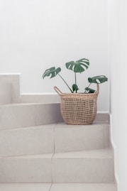 green plant in brown woven basket