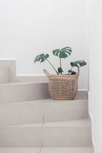 green plant in brown woven basket