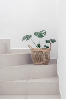 green plant in brown woven basket