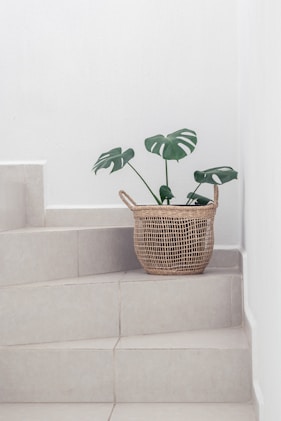 green plant in brown woven basket