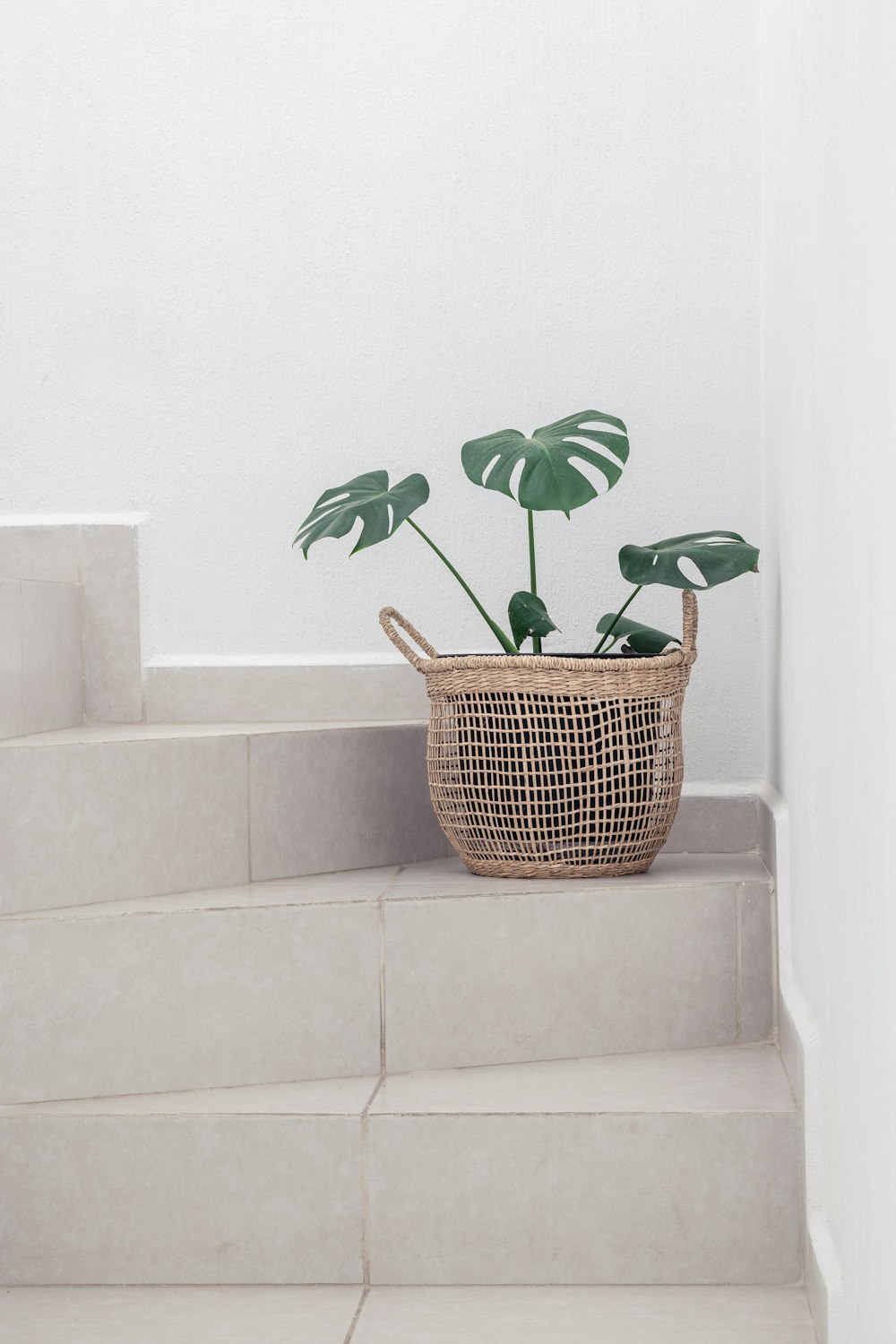 plante verte dans un panier tressé brun