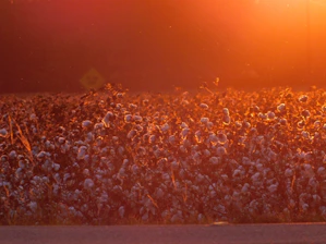 A lush cotton field under a warm sunset, showing rows of fluffy white cotton ready for harvest