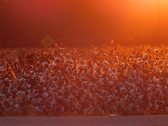 A cotton field bathed in the warm glow of sunset, with the sun casting an orange hue across the landscape. The cotton plants are in full bloom, their fluffy white bolls contrasting against the darker, silhouetted stems. The light creates a serene and peaceful atmosphere, highlighting the texture and form of the cotton.