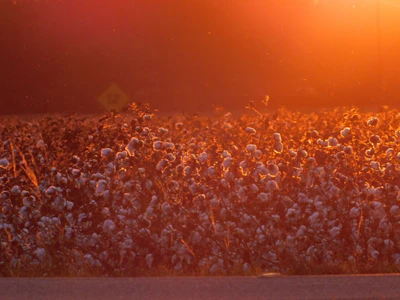 A lush cotton field under a warm sunset, showing rows of fluffy white cotton ready for harvest