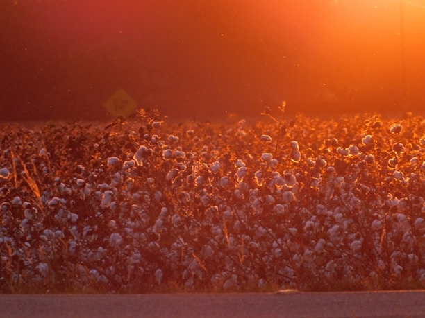 A cotton field bathed in the warm glow of sunset, with the sun casting an orange hue across the landscape. The cotton plants are in full bloom, their fluffy white bolls contrasting against the darker, silhouetted stems. The light creates a serene and peaceful atmosphere, highlighting the texture and form of the cotton.