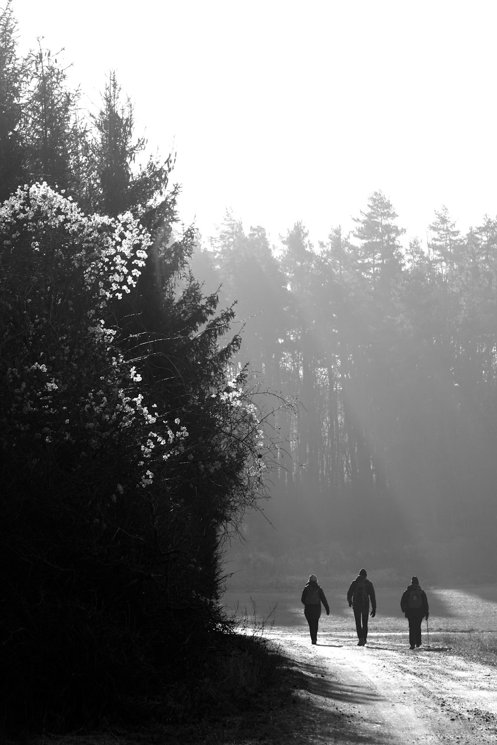 silhouette of 2 person standing on foggy forest