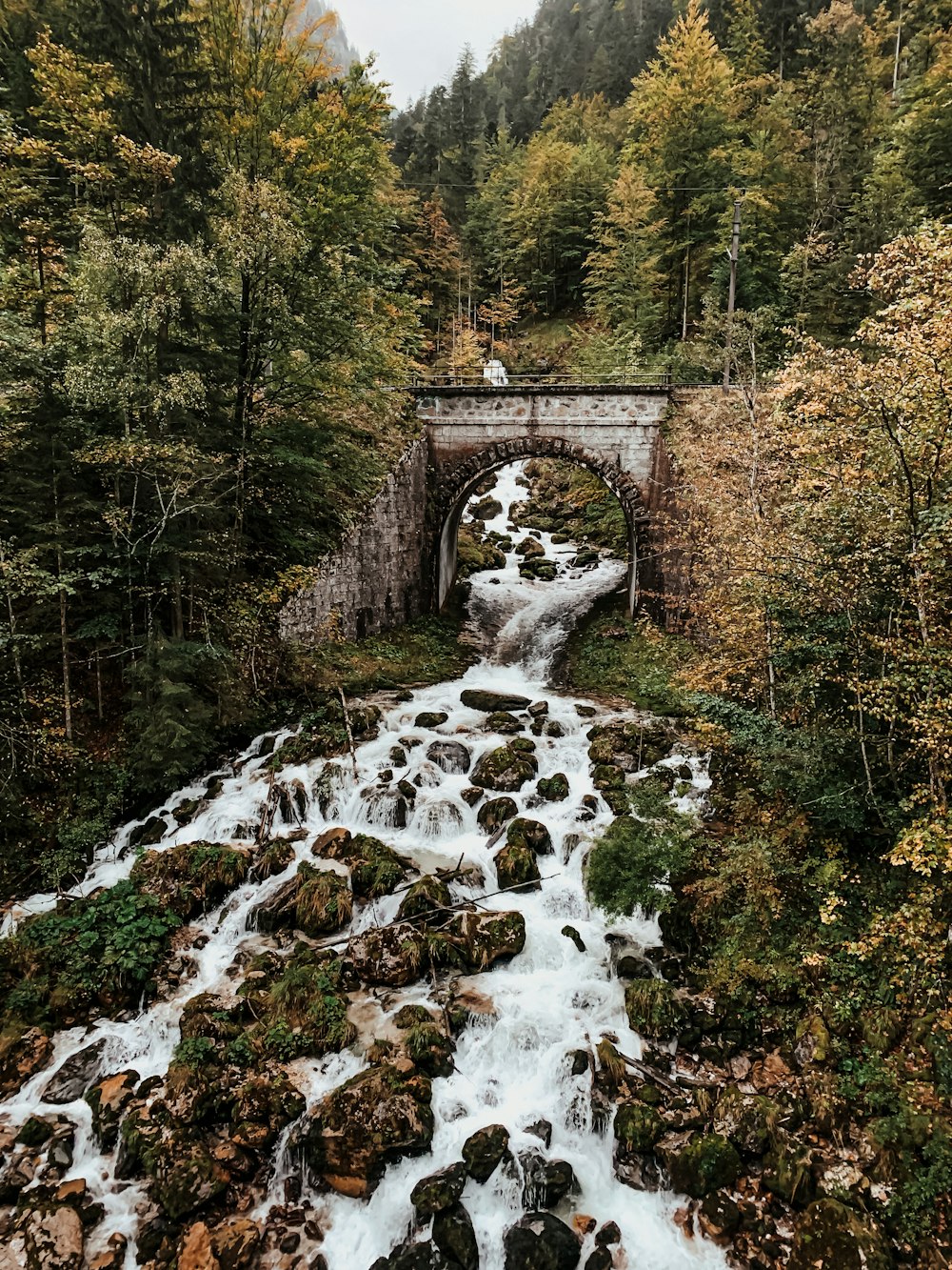 Un ruscello che attraversa una foresta piena di alberi