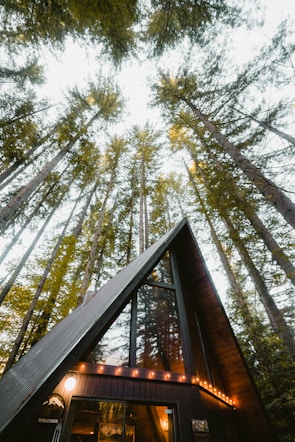 brown wooden bridge in forest during daytime