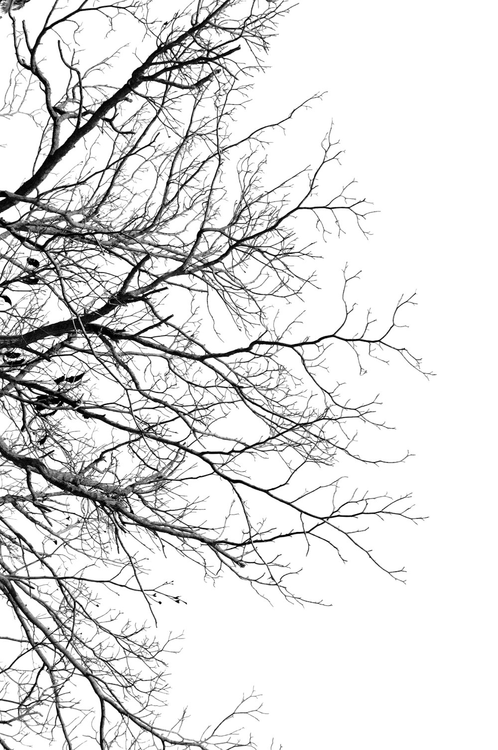 black and white tree illustration