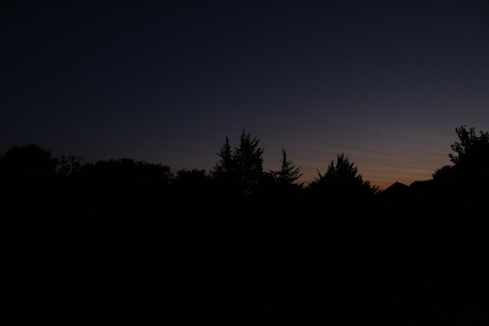silhouette d’arbres pendant la nuit