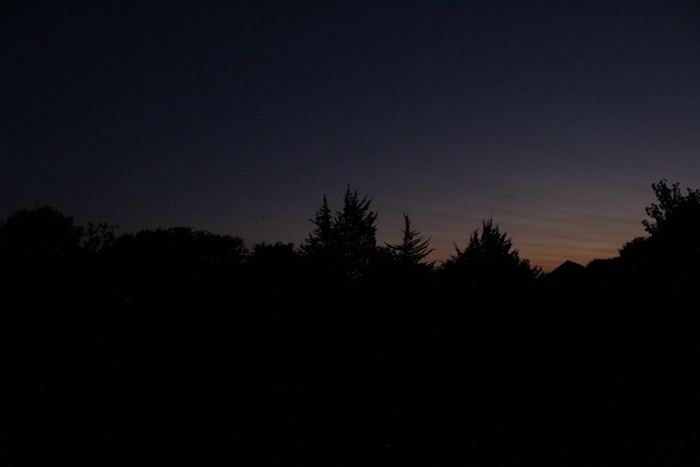 silhouette of trees during night time