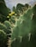 A close-up view of a prickly pear cactus showing its thick, green pads adorned with prominent spines. In the background, several other pads and clusters of small, round fruits with a yellowish-green tint are visible.