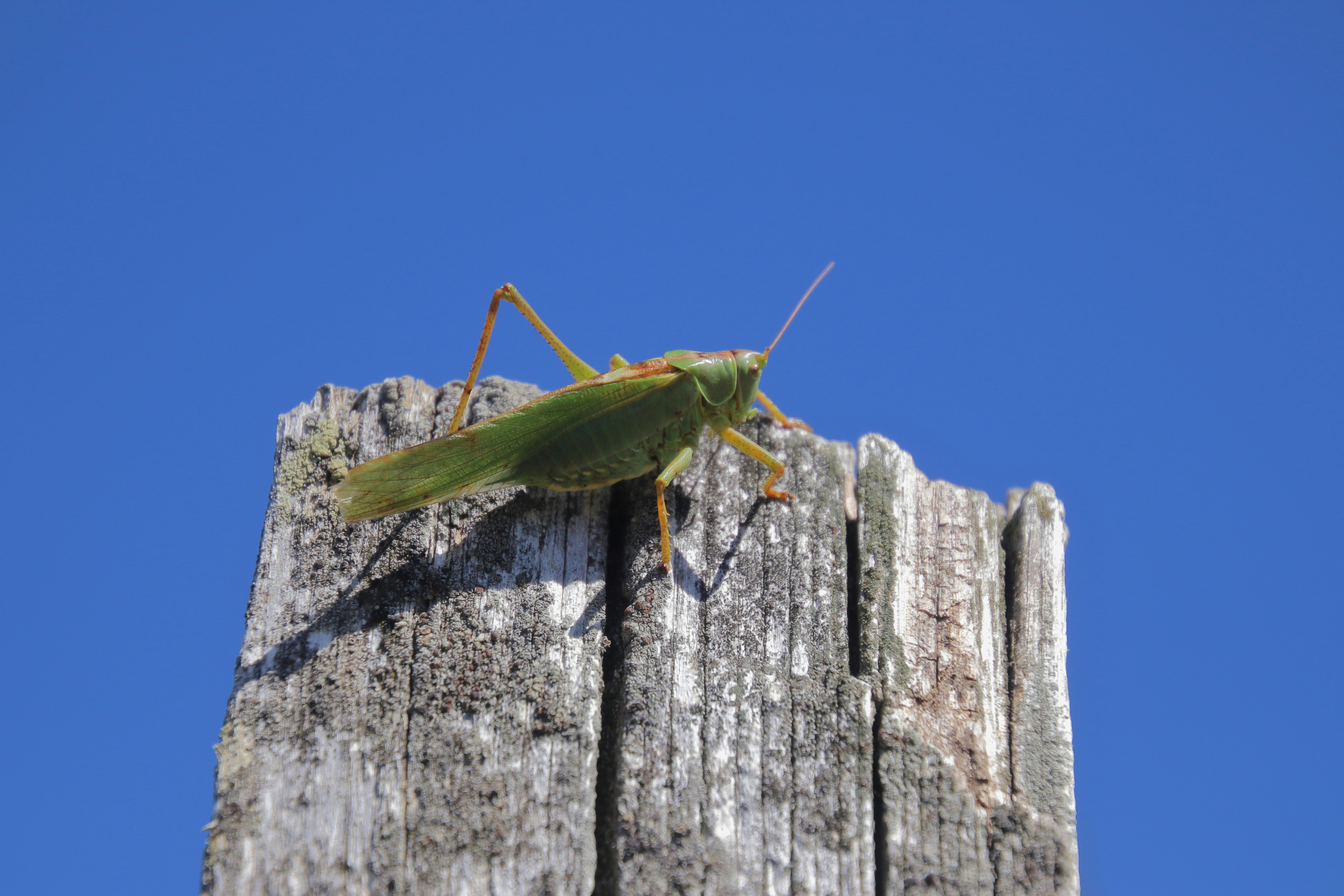 green grasshopper on brown wooden surface