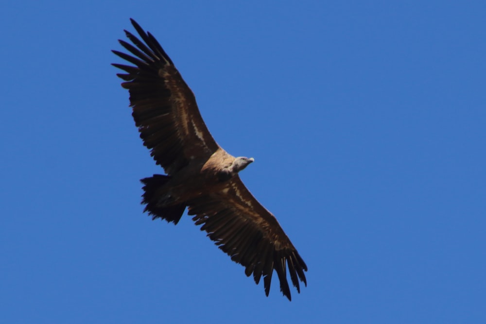 Aquila in bianco e nero che vola sotto il cielo blu durante il giorno