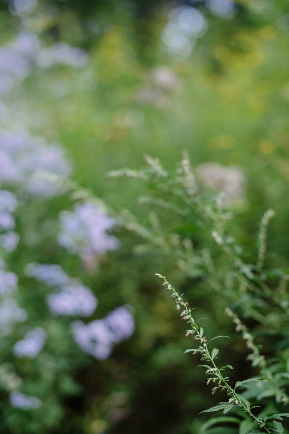 green plant in tilt shift lens