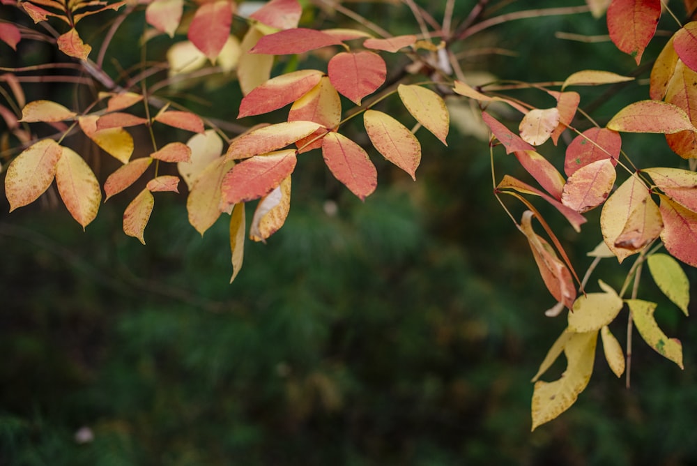 brown leaves in tilt shift lens