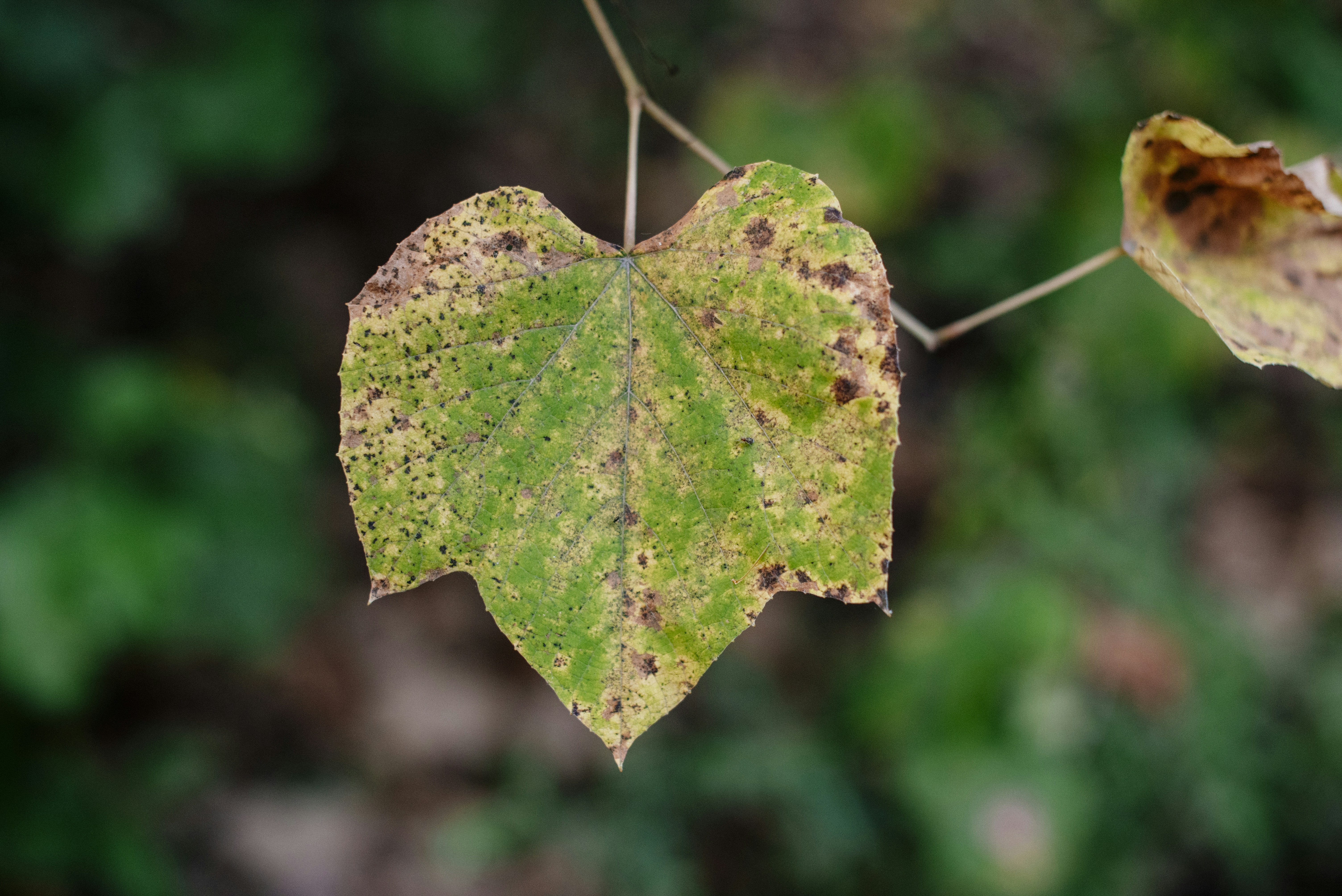 green leaf with water droplets