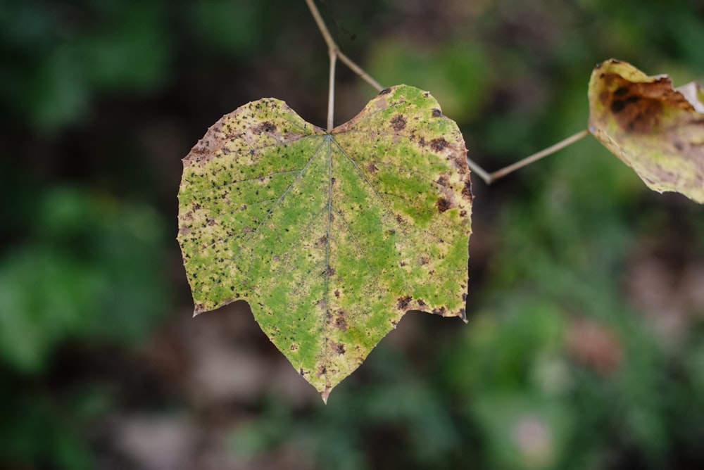 green leaf with water droplets