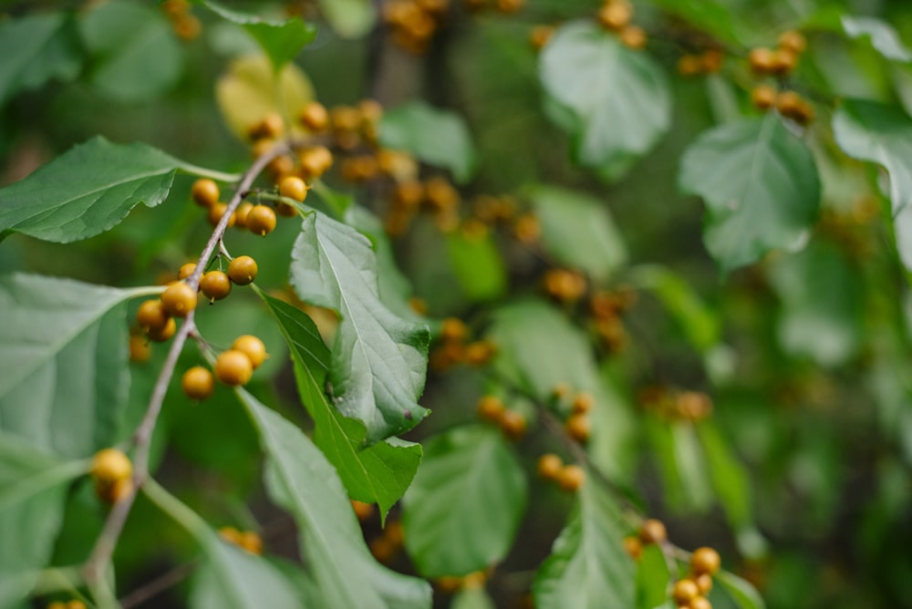 green and brown round fruits