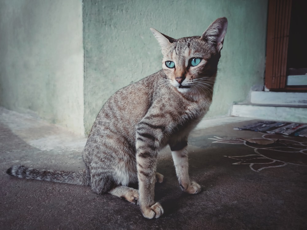 brown tabby cat on black floor