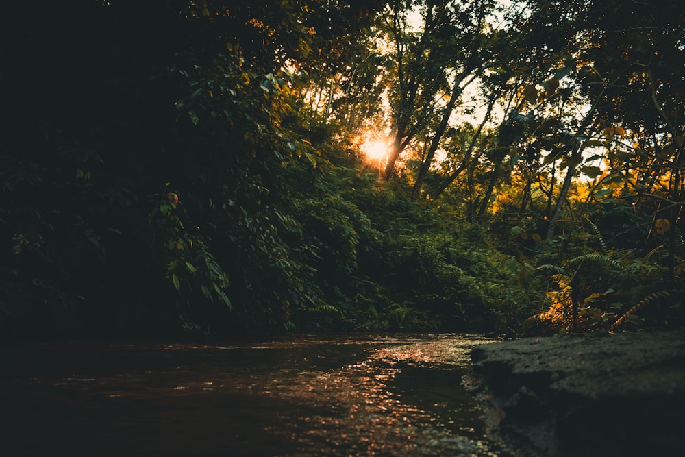 sun rays coming through trees