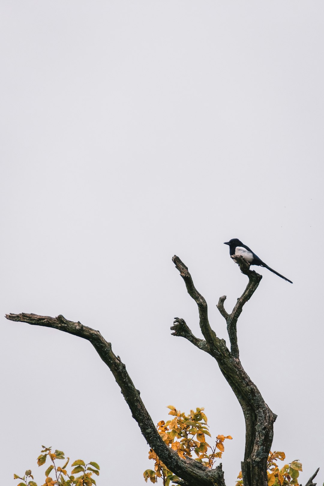 black and white bird on brown tree branch