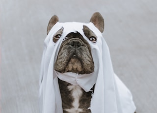 brown and white short coated dog in white textile