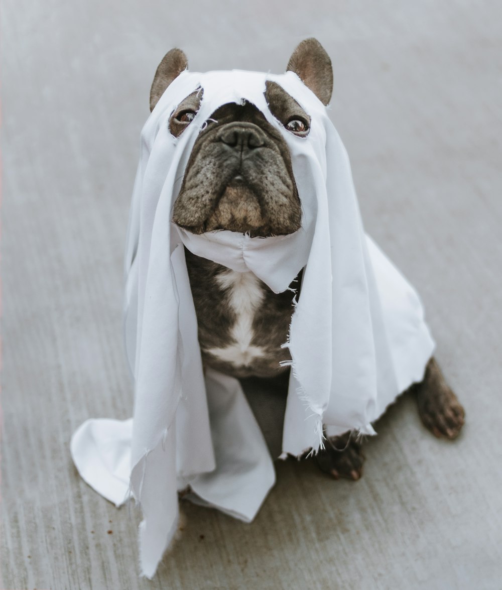 brown and white short coated dog in white textile