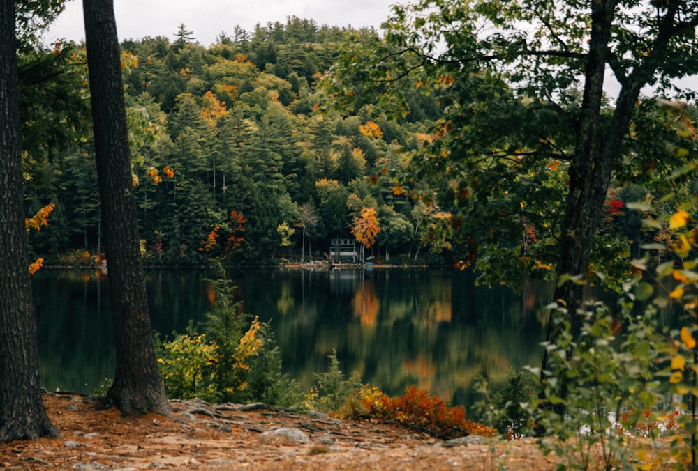 green trees beside lake during daytime