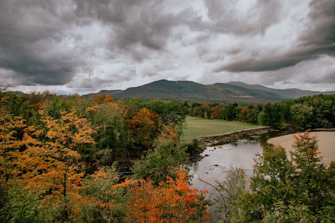 green and brown trees near river under gray clouds