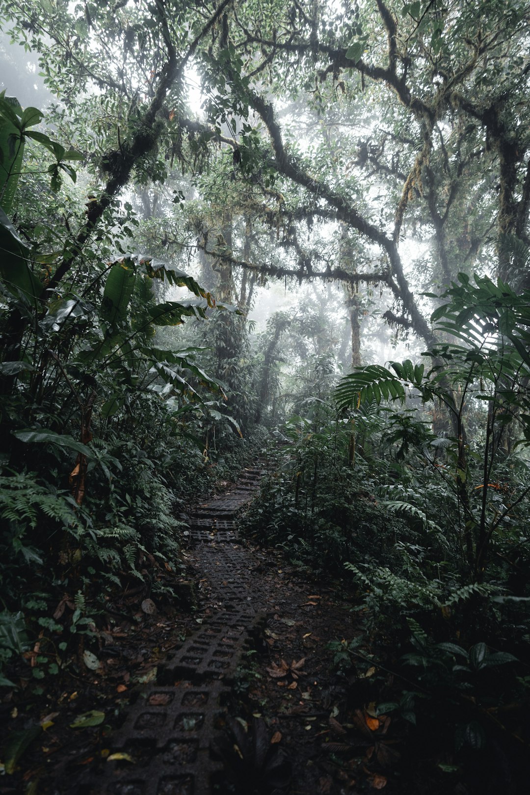 travelers stories about Forest in Provinz Puntarenas, Costa Rica