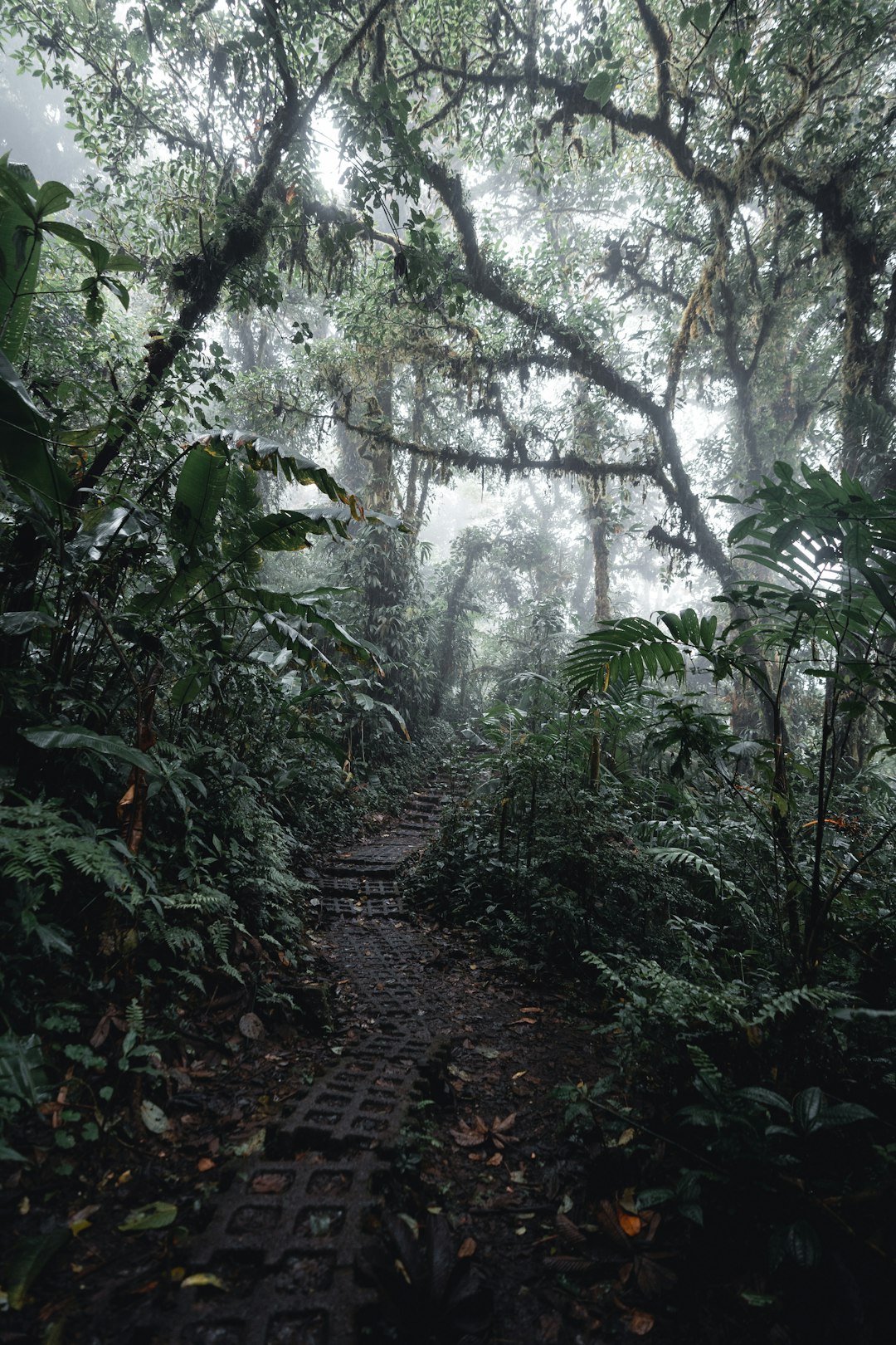 Forest photo spot Provinz Puntarenas Costa Rica