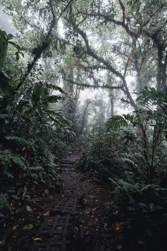 photo of Provinz Puntarenas Forest near Arenal