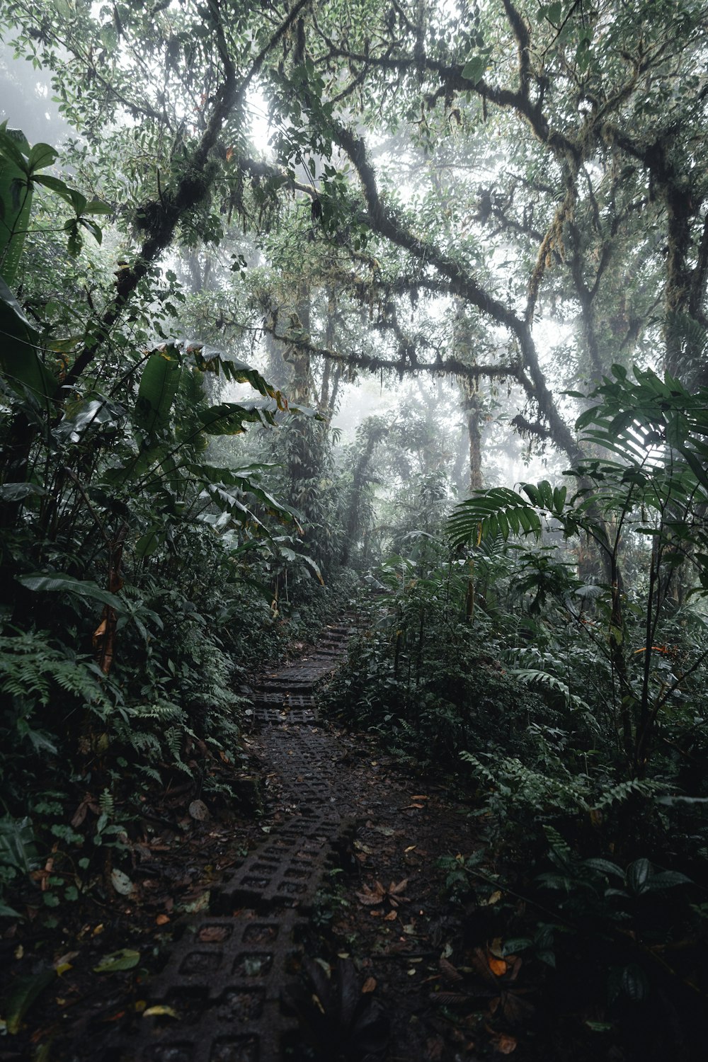 Sentier entre les arbres verts pendant la journée