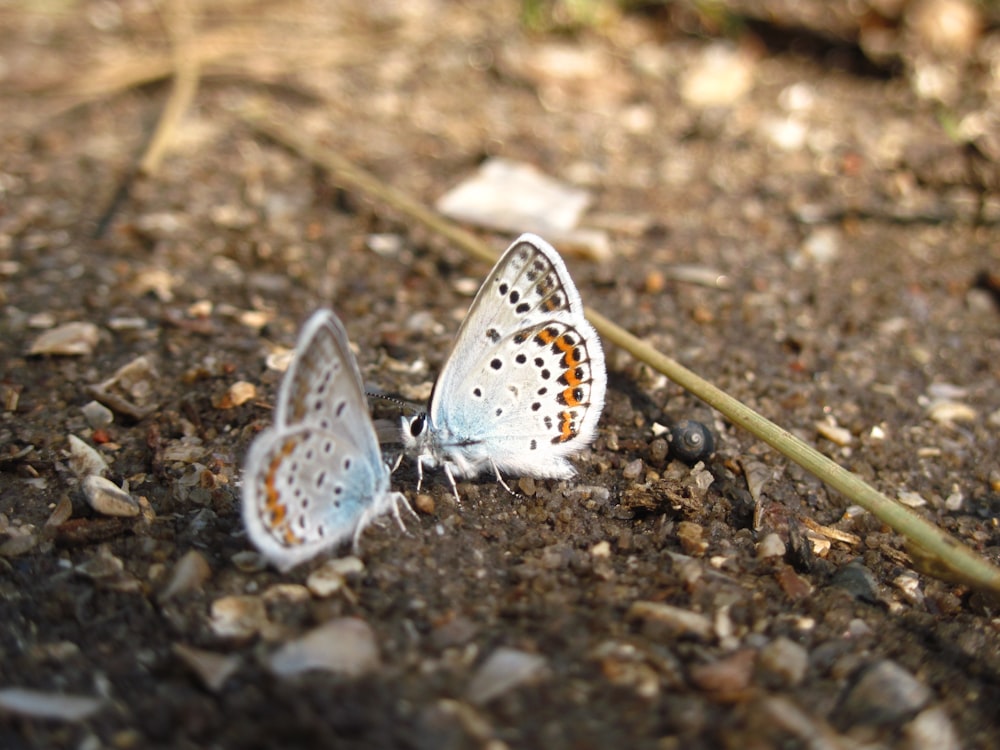 common blue butterfly perched on brown soil during daytime