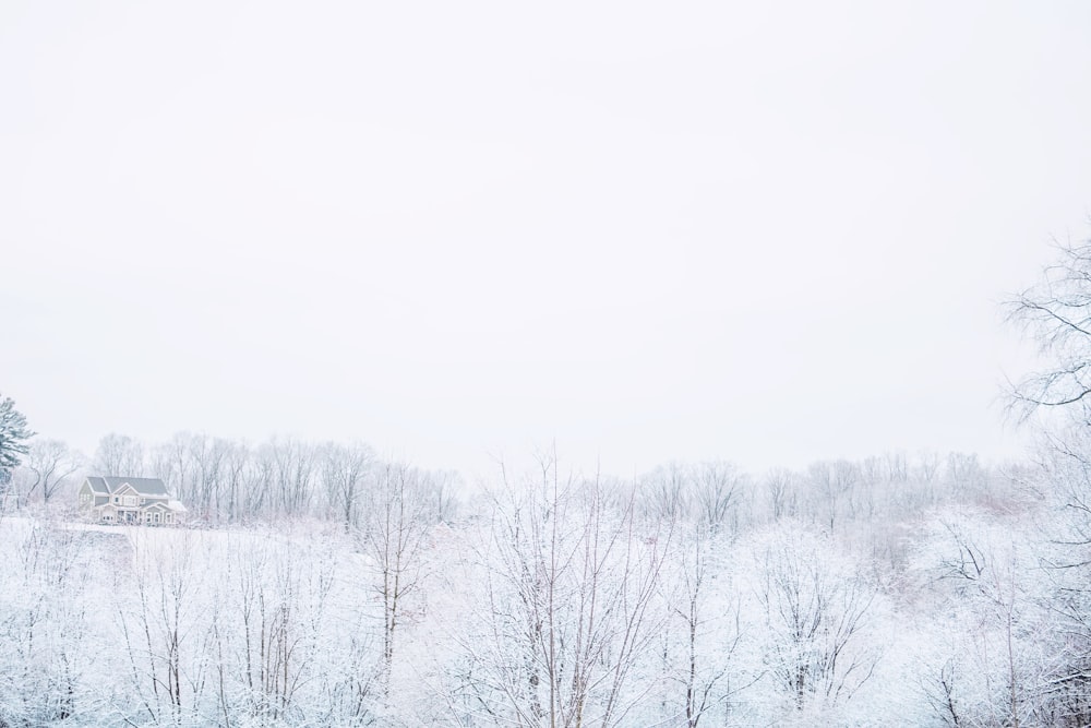 bare trees under white sky during daytime