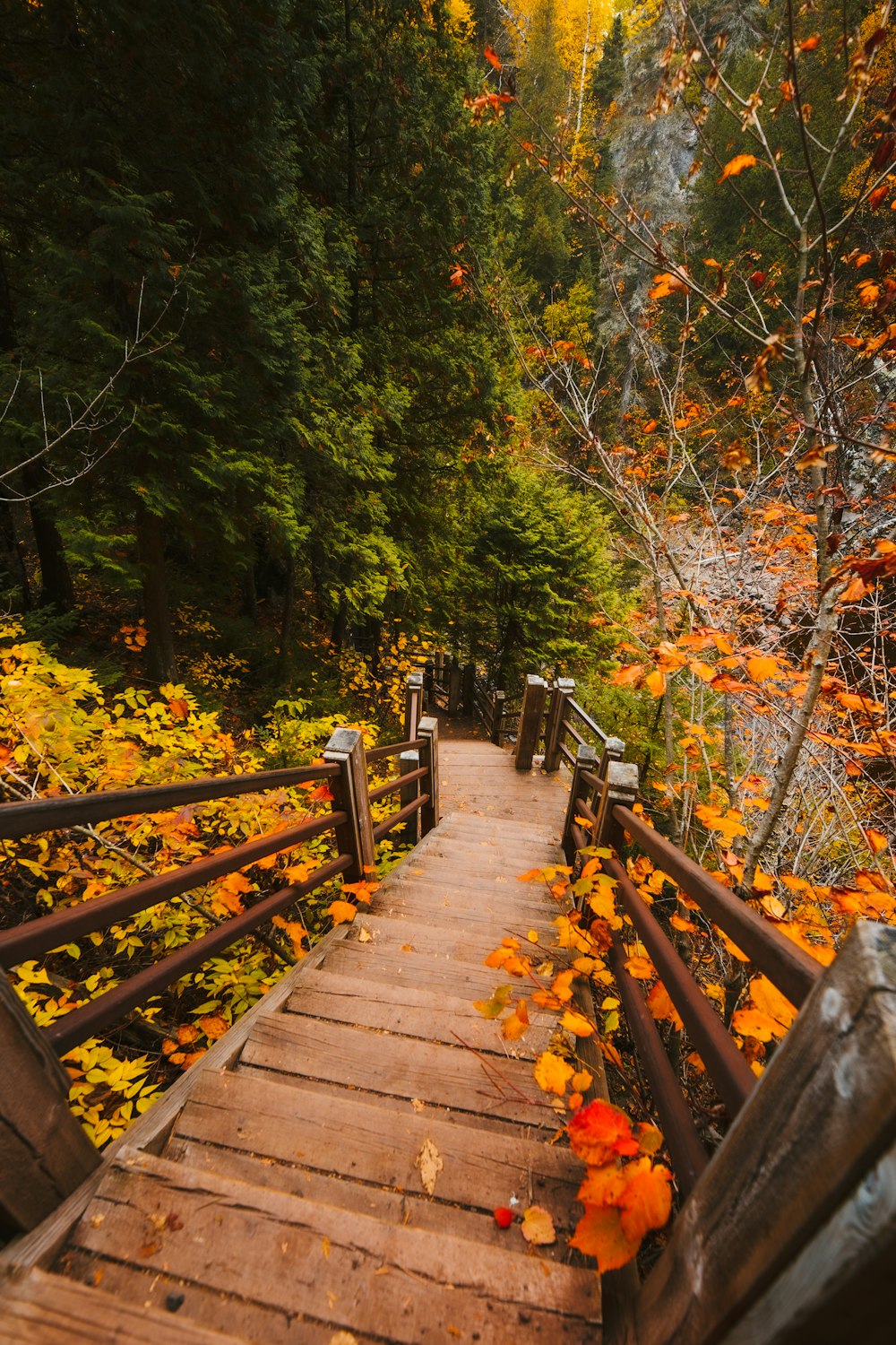 ponte de madeira marrom na floresta durante o dia