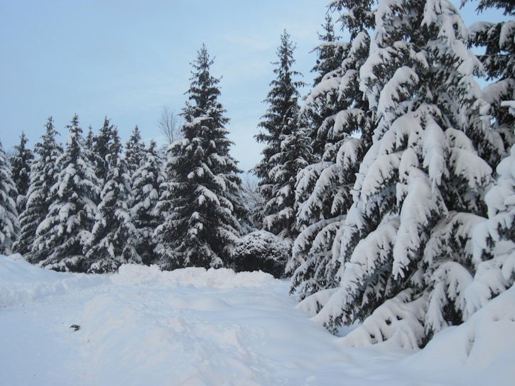 A serene landscape of evergreen trees blanketed in snow.