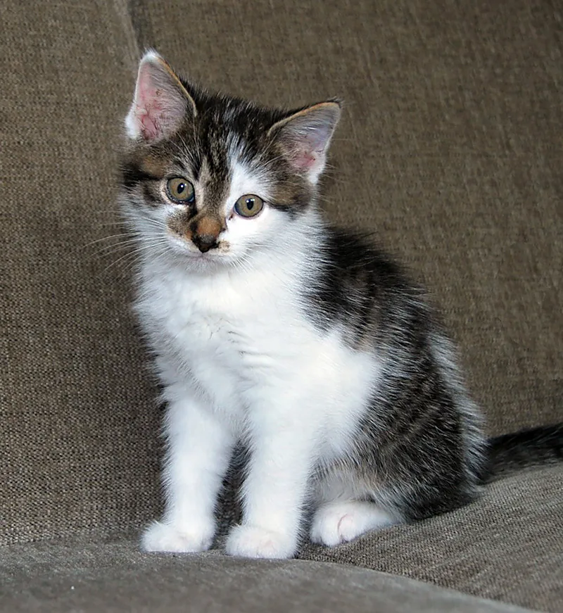 Unique gray cat with distinctive markings for unique warrior cat names and creative warrior cat name ideas