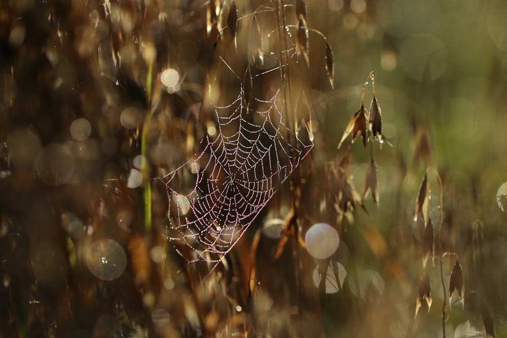 teia de aranha na planta marrom