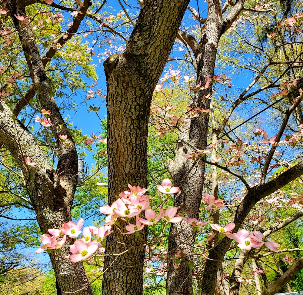 pink cherry blossom tree during daytime