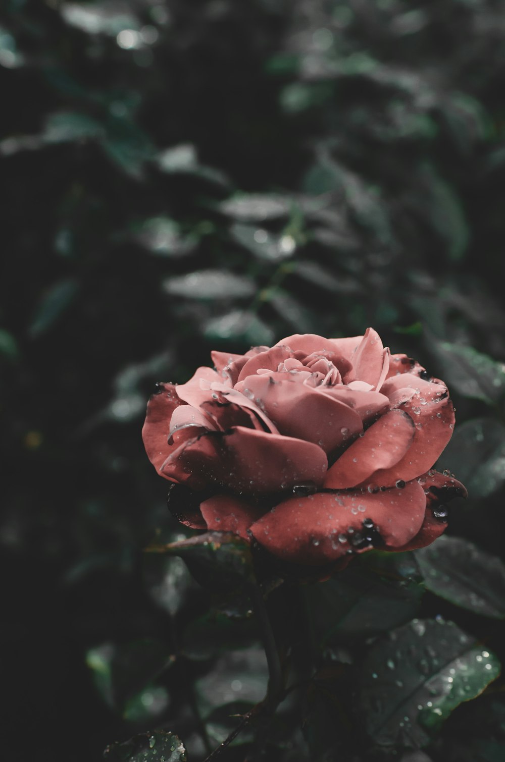 pink rose in bloom during daytime