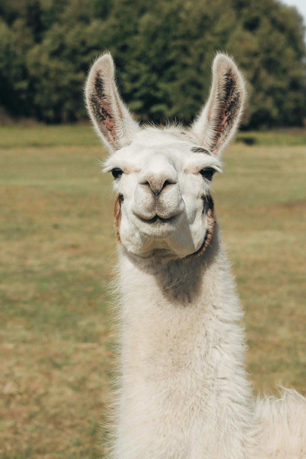 Lama blanc sur un champ d’herbe verte pendant la journée