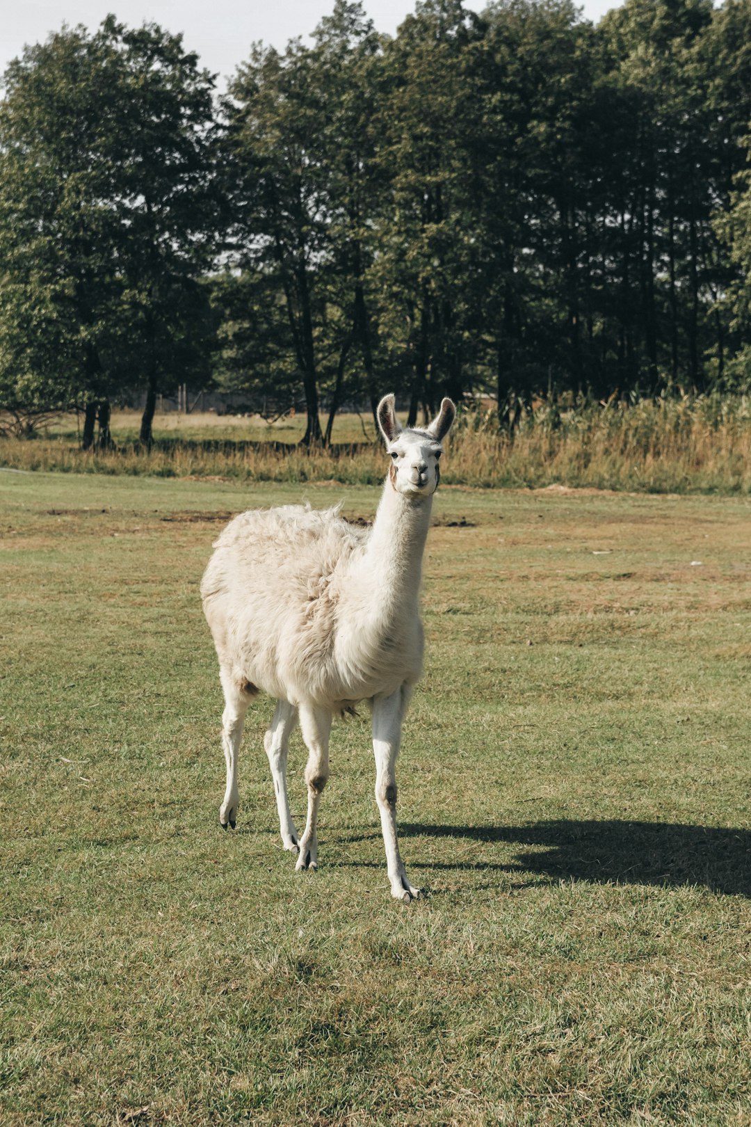 white llama on green grass field during daytime