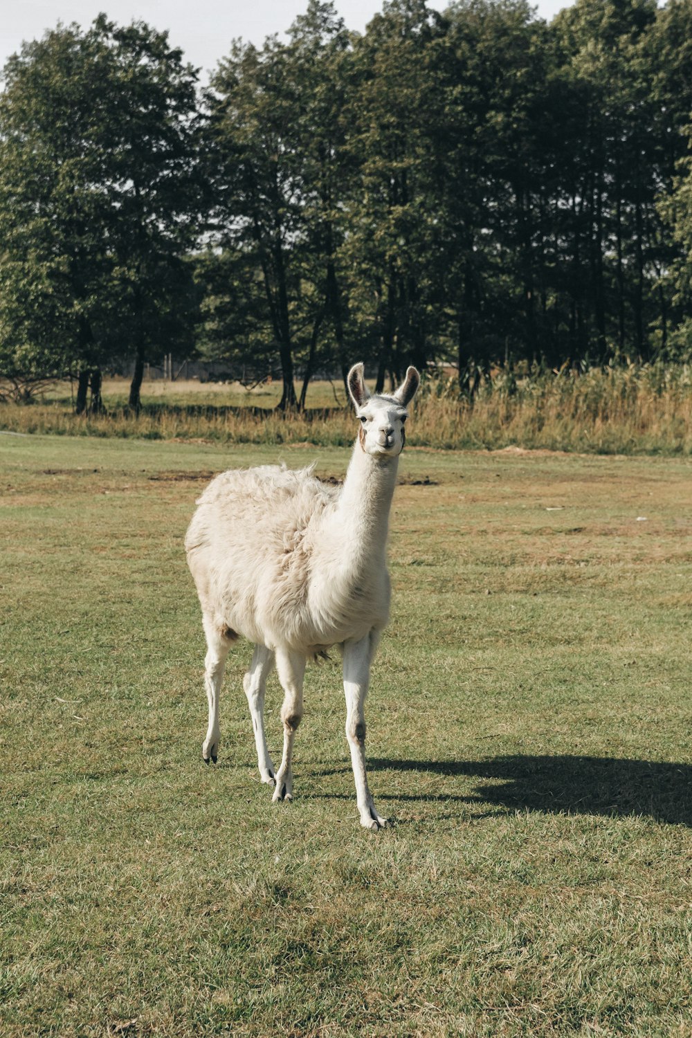 white llama on green grass field during daytime